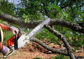 Best Tree Preservation Services  in Deltona, FL