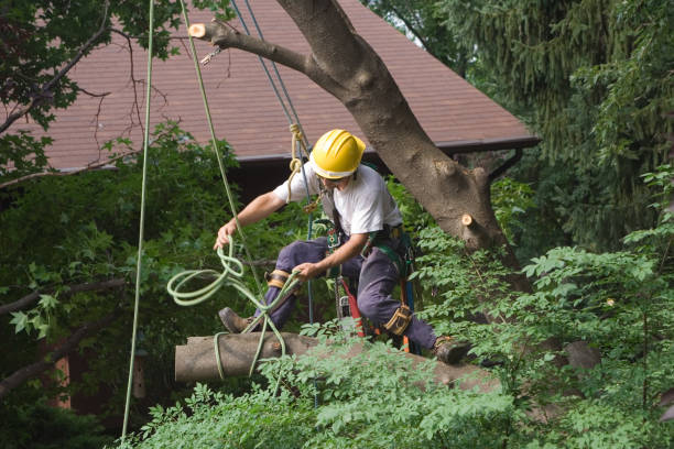 How Our Tree Care Process Works  in  Deltona, FL