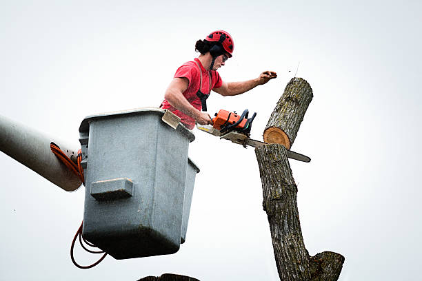 Best Leaf Removal  in Deltona, FL